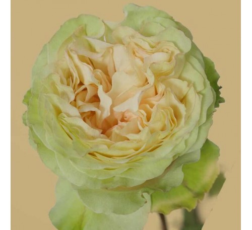 Роза Грин Майра (Mayra’s Green)